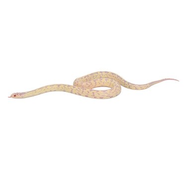 Albino Aberrant Californian King